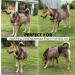 Medium Dark Yellow Dog Backpack Harness for Hiking & Travel | Medium & Large Dog Saddle Bag Rucksack with Leash - Buy Online on GoSupps.com