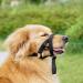 Adjustable Dog Halter with Seat Belt | Anti-Pull Head Dishes for Dogs (Small Pink) Easy Control & Comfort - Buy Online on GoSupps.com
