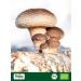  Biojoy Biojoy Organic Shiitake Powder 50 g dried and finely ground Shiitake mushrooms Lentinula edodes - Buy Online on GoSupps.com