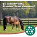 Primeval Stressless Pheromon Gel - Natural Calming Supplement for Horses | Ideal for Transport & Veterinary Care (10 Packs) - Buy Online on GoSupps.com
