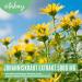 Vitabay St. John's Wort Extract 5000 mg - 120 Vegan Capsules | High Dose Hypericin | Made in Germany | Natural Mood Support - Buy Online on GoSupps.com