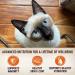 Wellness CORE Grain-Free Wet Cat Food - Shredded Chicken & Turkey, 2.8 oz Cans (Pack of 12) - Natural, Real Meat - Buy Online on GoSupps.com