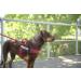 Julius-K9 Red-Grey Belt Harness L/1 | High-Quality Pet Gear for International Shipping - Buy Online on GoSupps.com