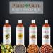 Plant Guru Sunflower Oil 8 fl oz Cold Pressed 100% Pure & Natural Carrier for Skin Face Body Hair & Cooking. Great for DIY Creams Lotions Soaps & Lip Balms. - Buy Online on GoSupps.com