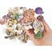 70+ pcs Famoby Sea Shells & Starfish for DIY Crafts & Beach Theme Decor - Buy Online on GoSupps.com