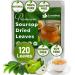 Lavendium 120+ Premium Soursop Graviola Dried Leaves 120-140 Natural Leaves Whole Soursop Leaves Wildcrafted Graviola Soursop Hoja Guanabana Soursop Loose Leaf Herbal Tea No Gluten Vegan Soursop Leaves 120 Bags