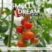 DEMETER Tomato Roll On Perfume Oil 0.33 Oz Long-Lasting - Buy Online on GoSupps.com