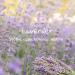 NV Superfoods Lavender Essential Oil Roll-On 10ml - 100% Natural Therapeutic Grade for Skin, Hair & Relaxation - Buy Online on GoSupps.com