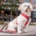 DOG Copenhagen Comfort Walk Air Harness - Size L, Black | Breathable and Durable - Buy Online on GoSupps.com