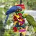 MEWTOGO Extra Large Bird Parrot Toys for African Grey, Macaws, and Amazon Parrots - Buy Online on GoSupps.com