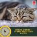 Emma Cat Vitamins 100ml | High Dose B Complex & Essential Nutrients for Immune Support | Vitamins A B12 D E Iron Zinc Selenium & L-Lysine - Buy Online on GoSupps.com