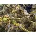 Livefood UK Live Locusts 25 X-Large size 35mm to 50mm quantity 25 Extra Large XL Hoppers 1 count (Pack of 25) - Buy Online on GoSupps.com