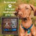 BfiGift Personalized Pet Loss Memorial Collar Frame - Heartfelt Keepsake for Dog & Cat Lovers - Buy Online on GoSupps.com