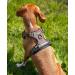 Buy Lionto Padded Anti-Pull Dog Harness - Reflective & Adjustable Safety Harness in Brown Size S - International Shipping Available - Buy Online on GoSupps.com