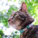 Kittyrama Botanical Collars for Cats & Kittens | Hypoallergenic Breakaway Design | Vet Approved & Comfortable - Buy Online on GoSupps.com