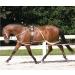 Hunters Saddlery Ultimate Horse Lunging Training Aid System - Black 03 Cob/Horse Size - Buy Online on GoSupps.com