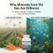 2625mg Irish Sea Moss Supplement 120 Capsules | SeaMoss Bladderwrack Burdock Root Capsules | Contain 92 Vitamins & Minerals For Immunity Gut Joint & Skin Health | Support Thyroid Energy & Digestion - Buy Online on GoSupps.com