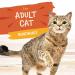 Earthborn Holistic Autumn Tide Tuna & Pumpkin Grain-Free Cat Food Pouches - Case of 24 - Buy Online on GoSupps.com