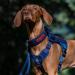 Oneigris XL Blue Tactical Dog Harness - Fire Watcher No-Pull 1000D Nylon 1-Hand D-Ring - International Shipping Available - Buy Online on GoSupps.com