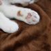 YINXUE 2 Pack Soft Pet Flannel Blanket | Cute 3D Paw Design | 30 x 40 | Warm Dog Cat Sleep Mat | Coffee - Buy Online on GoSupps.com