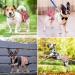 Soft Reusable Dog Diapers for Bitches - High-Suction Incontinence Pants 3-Pack (Pattern 4 M) - International Shipping Available - Buy Online on GoSupps.com
