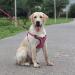 Suredoo Dog Harness for All Sizes - Anti-Pull Reflective Adjustable Breathable Safety Harness for Medium Large & Small Dogs & Puppies (L Pink) - Buy Online on GoSupps.com