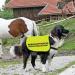 Rescue Dog Jacket Vest Nervous Rescue Please Approach Slowly Dog Vest Dog Walking Slogan Warning Vest (Approach Slowly-Medium) - Buy Online on GoSupps.com