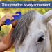 Magic Brush Horse 2Pcs Horse Grooming Brushes Blue Horse Brush Grooming Durable and Horse Grooming Kit for Horse Grooming Care Easy yo Clean Horse Brushes for Grooming(Multifunction) - Buy Online on GoSupps.com