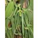 25 Tahitian Extract Grade B Vanilla Beans by Vanilla Products USA - 25 Count - Buy Online on GoSupps.com