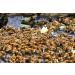 Mellona Wild Flower Honey 500g Pure Raw Non-Pasteurized Ontario No. 1 - Buy Online on GoSupps.com