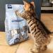 Scrumbles Complete Dry Kitten Food Gluten Free Recipe 750g package may vary 750 g (Pack of 1) - Buy Online on GoSupps.com