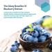 Life Extension Blueberry Extract Capsules - 60 Vegetarian Capsules for Antioxidant Support - Buy Online on GoSupps.com