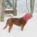 4-Piece Dog Ear Protection Set | Cotton Snoods for Noise Reduction & Soundproofing | Flap-Free Ear Warmers - Buy Online on GoSupps.com