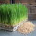 Handy Pantry Organic Wheatgrass Seeds - Premium Hard Red Wheat for Wheatgrass, Cat Grass, Food Storage & More (1/2 lb) - Buy Online on GoSupps.com