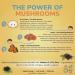 Kids Mushroom Gummies with Lion s Mane, Reishi, Chaga, Vitamin C, D3 & Zinc | Vegan Elderberry Flavor | Sugar-Free, Non-GMO, Natural Fruiting Body Extracts | 60 Gummies for Kids Ages 4+ - Buy Online on GoSupps.com