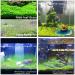 Freshwater Aquarium Plant Seeds Combo - Mini Leaf & Longhair Grass, Small Pearl - Fish Tank Terrarium Decor - Buy Online on GoSupps.com