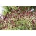 Burnet Herb Tea/Grande Pimprenelle Herbe (Sanguisorba Officinalis L. - Herba Sanguisorbae) - Health Embassy - 100% Natural (100g) - Buy Online on GoSupps.com