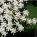 Buy European Elderberry (Sambucus Nigra) Seeds - 25+ Premium Seeds for Health & Wellness | Fast International Shipping - Buy Online on GoSupps.com