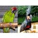 Buy XL Black Aviator Bird Harness - Best for Large Birds | International Shipping Available - Buy Online on GoSupps.com