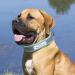 Senristar Personalized Reflective Leather Dog Collar - Engraved Name Tape for Small Medium & Large Dogs & Cats - Adjustable 3.0 cm Wide 45-55 cm Neck Blue - Buy Online on GoSupps.com