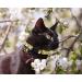 BoomBone Cat Collar Breakaway 3 Pack with Bell and Cute Animal Pendants - Bee, Flamingo, Beetle | Spring Kitten Collar Set - Buy Online on GoSupps.com
