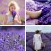 Pure Lavender Massage Oil 105ml - Nourishing Relaxation for All Skin Types | Relieves Stress & Moisturizes - Buy Online on GoSupps.com