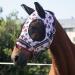Harrison Howard Super Comfort Stretchy Fly Mask Large Eye Space With Uv Protection Skin With Breadity Red Blue Stern (M) Medium Red Blue Star