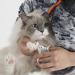 Purrcision Feline Cat Nail Clippers - Expertly Crafted in Japan, Neater, Easier, Safer, No.1 Seller with 30% Thinner Blades - Buy Online on GoSupps.com