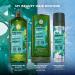 Yves Rocher Dry Shampoo Duo For Normal to Oily Hair | Invisible Powder | Restores Freshness & Volume | Silicone Free | Set of Two | Spray Bottle 150 ml each - Buy Online on GoSupps.com