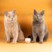 NutriPaw Digestive Treats For Cats - Gut Health Hairballs Sensitive Tums Anal Glands Scooting Loose Stools Smelly Itchy Ears - Great for all Cats - Lasts up to 2 Months - Buy Online on GoSupps.com
