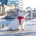 DOG Copenhagen Comfort Walk Go Dog Harness - Hunting Green Size S | International Shipping Available - Buy Online on GoSupps.com