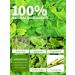 TeeLux Mint Green Tea Bags 100 Count - Refreshing 100% Natural Herbal Blend with Spearmint, Peppermint, Lemongrass, and Lemon Balm - Vibrant Mint Green Tea - Pack of 1 - Buy Online on GoSupps.com