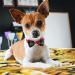 JpGdn Small Dogs Collar Attachment Bows Ties for Puppies Cats Birthday Party Adjustable Bowties Sliding Bows Neckties Grooming Accessories Costumes Wedding 20pcs for large size - Buy Online on GoSupps.com