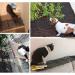 2 Pack Cat Scat Spike Mat Outdoor Cat Deterrent Mat with Spikes Prickle Strips Indoor Dog Digging Deterrent Anti Cats Network Cat Spikes with 8 Garden Staples for Garden Fence 78 11inch - Buy Online on GoSupps.com